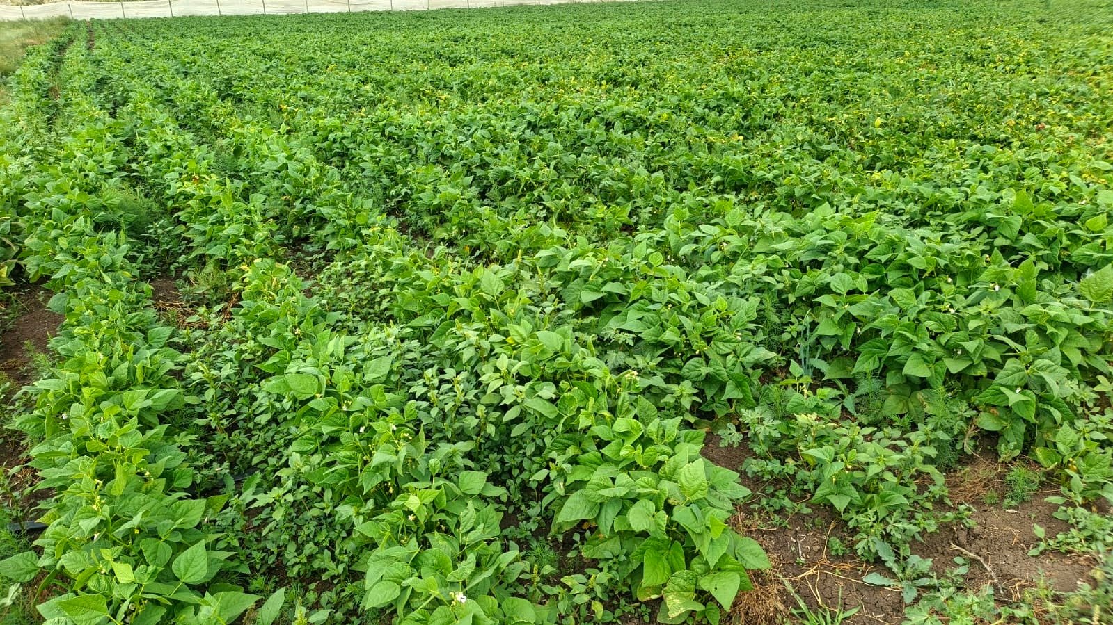 Actual organic crop field under drip irrigation on Jonik Ndovu Farm in Segera