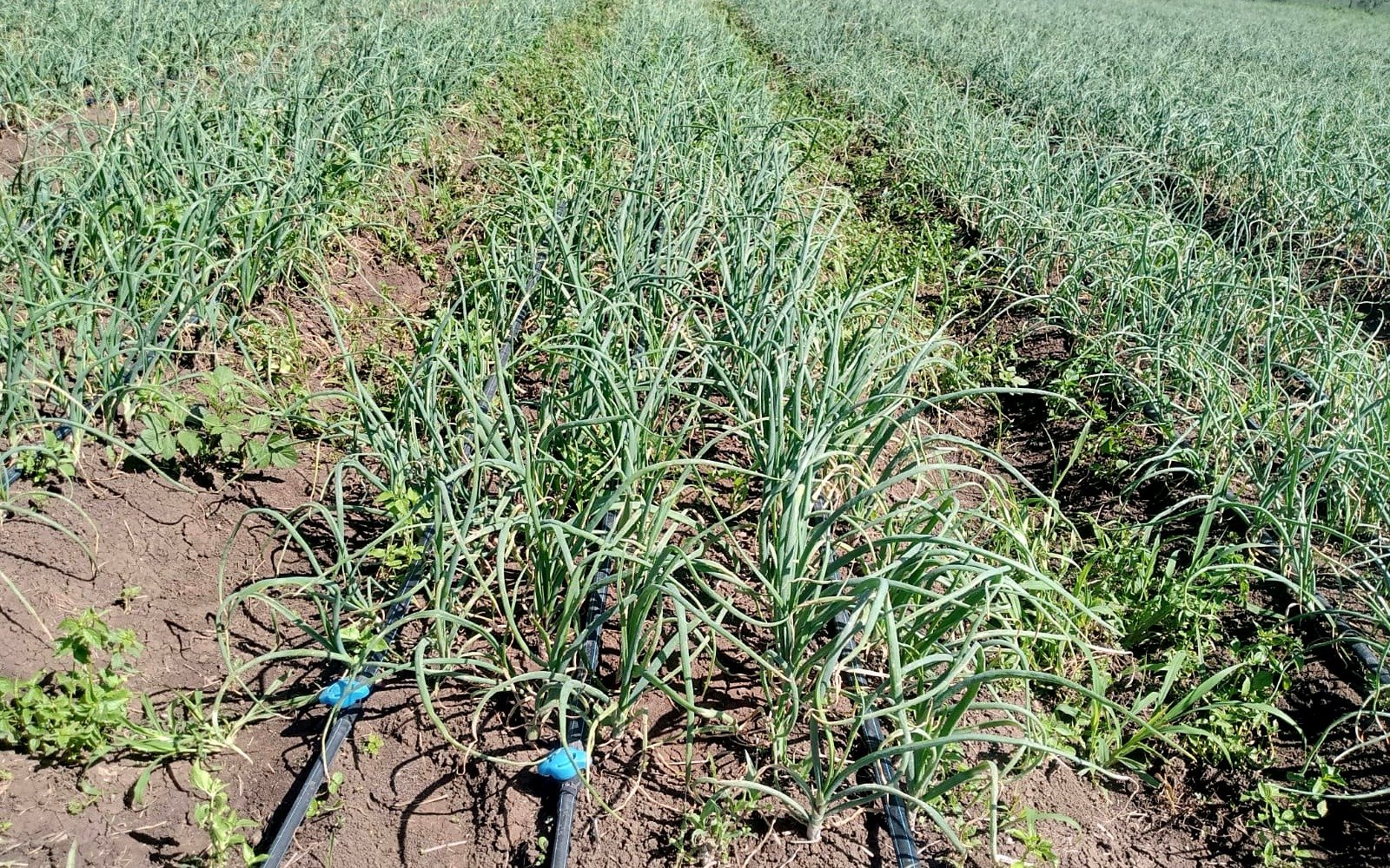 Precision drip irrigation network with control valves on Jonik Ndovu Farm in Segera